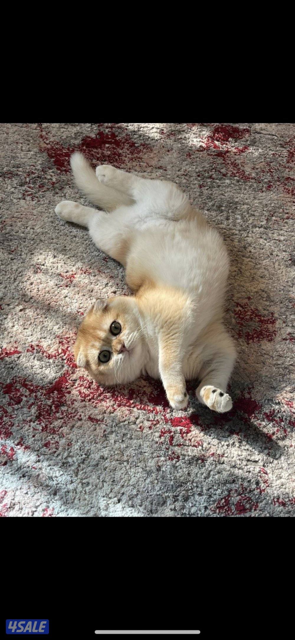 قطوة SFS NY12 للبيع مسجله بمنظمة WCF3