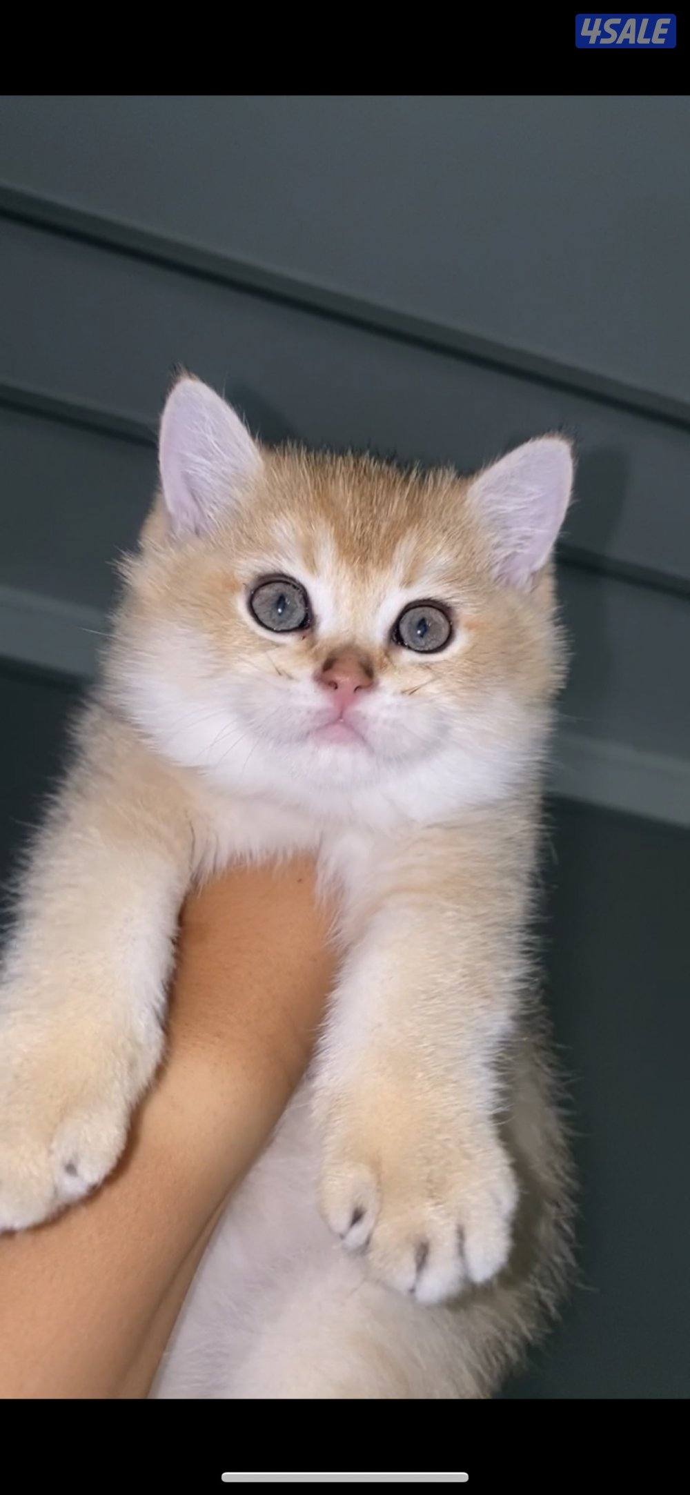 قطوة SFS NY12 للبيع مسجله بمنظمة WCF4