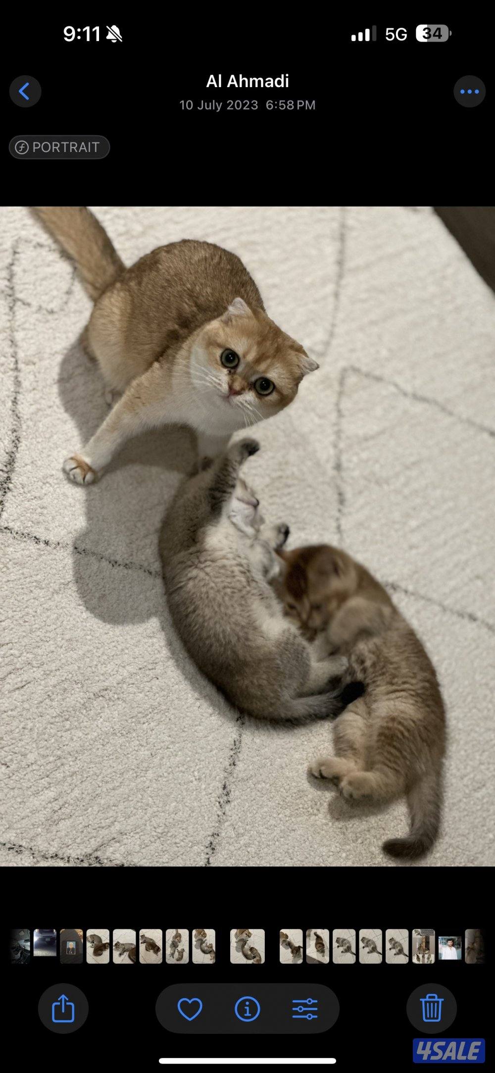 قطوة SFS NY12 للبيع مسجله بمنظمة WCF5