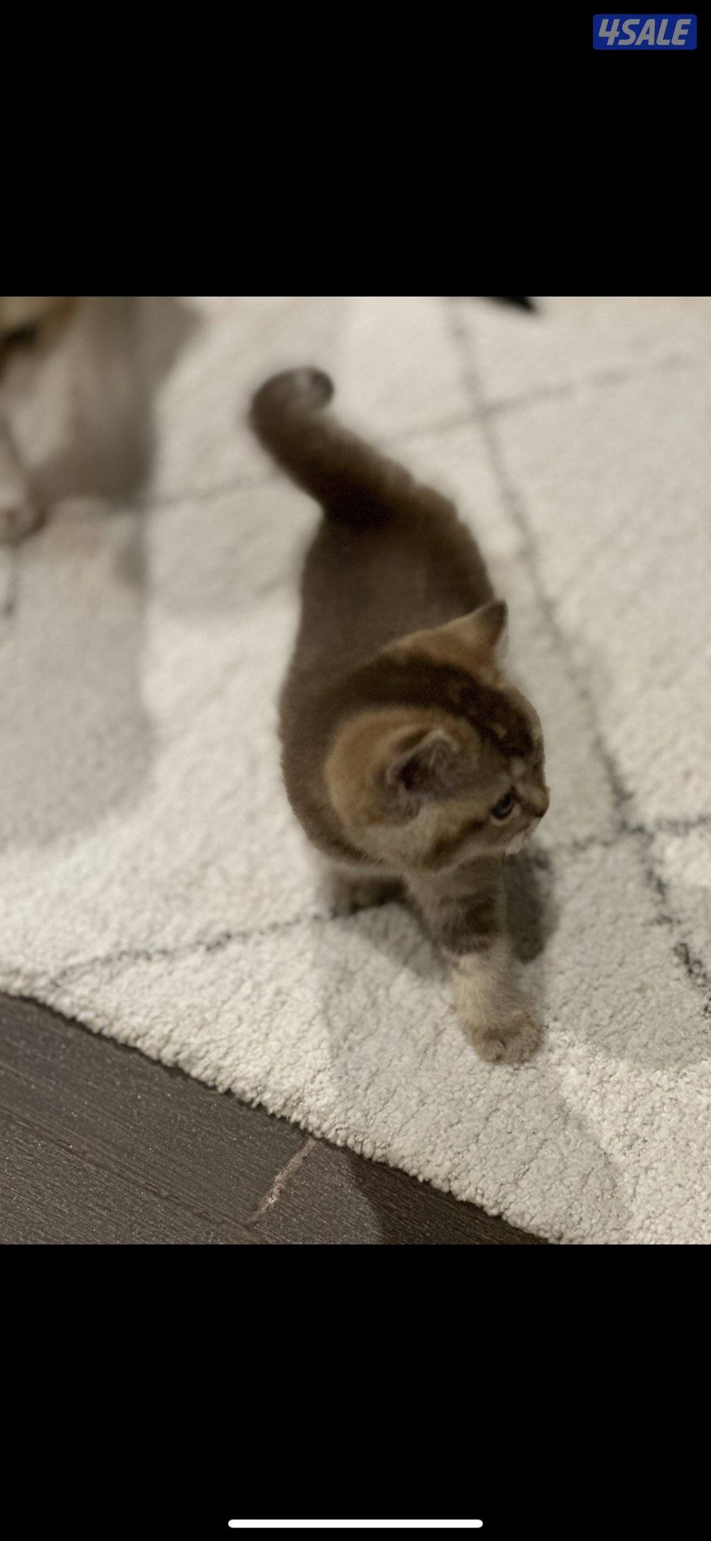 قطوة SFS NY12 للبيع مسجله بمنظمة WCF7