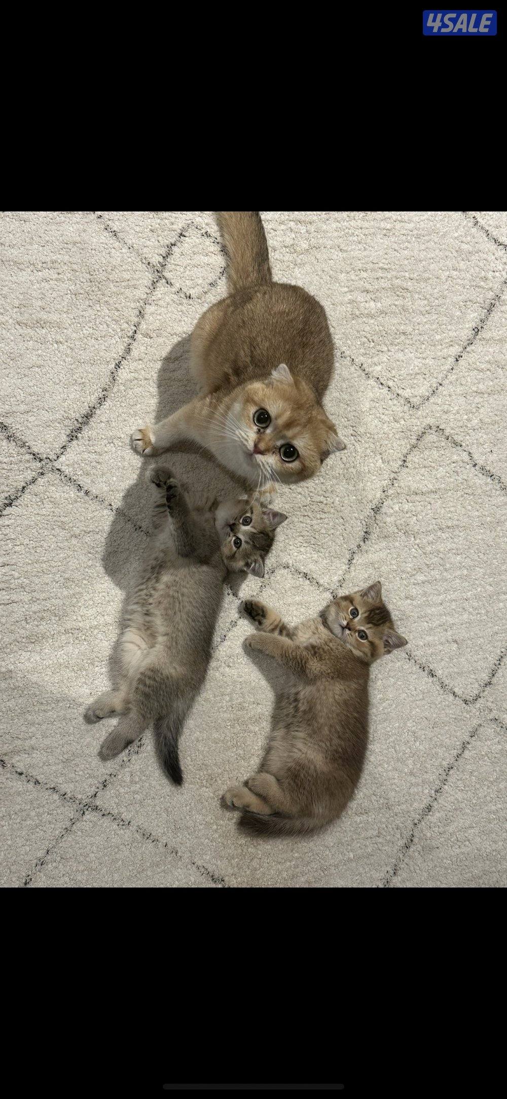 قطوة SFS NY12 للبيع مسجله بمنظمة WCF8