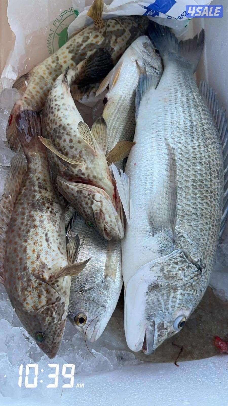 رحلات بحريه طراريد للأيجار1