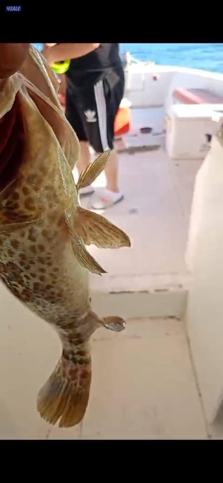 رحلات بحريه طراريد للأيجار4