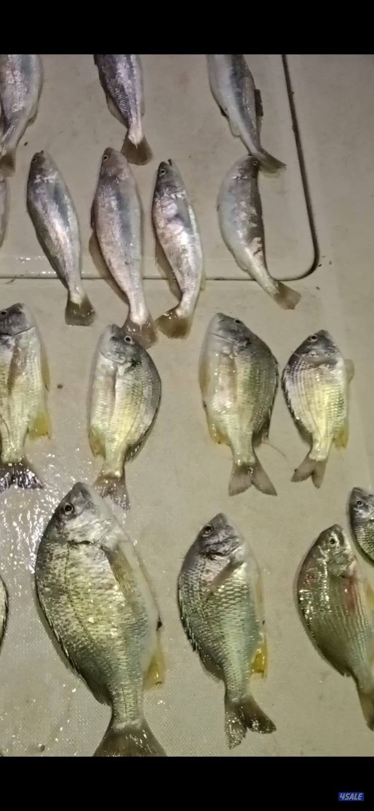 رحلات بحريه طراريد للأيجار6