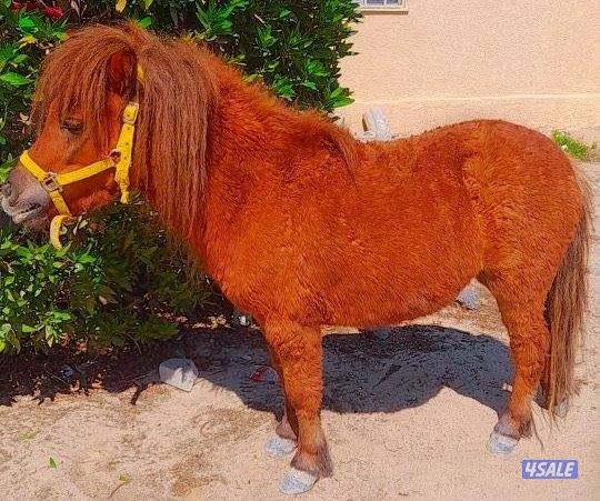 بونيات وعربانات3