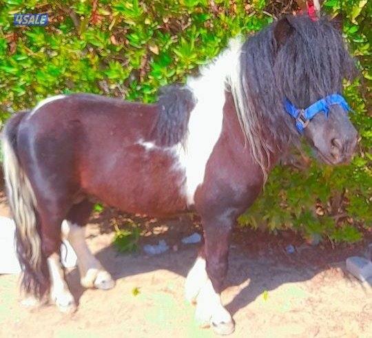 بونيات وعربانات1