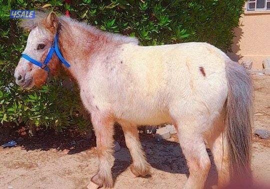 بونيات وعربانات2