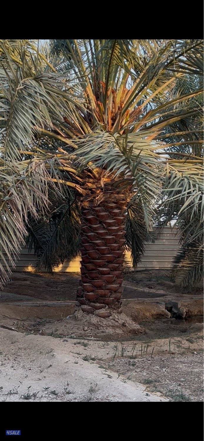 للبيع نخل خلاص0