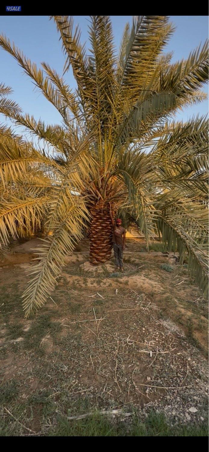 للبيع نخل خلاص1