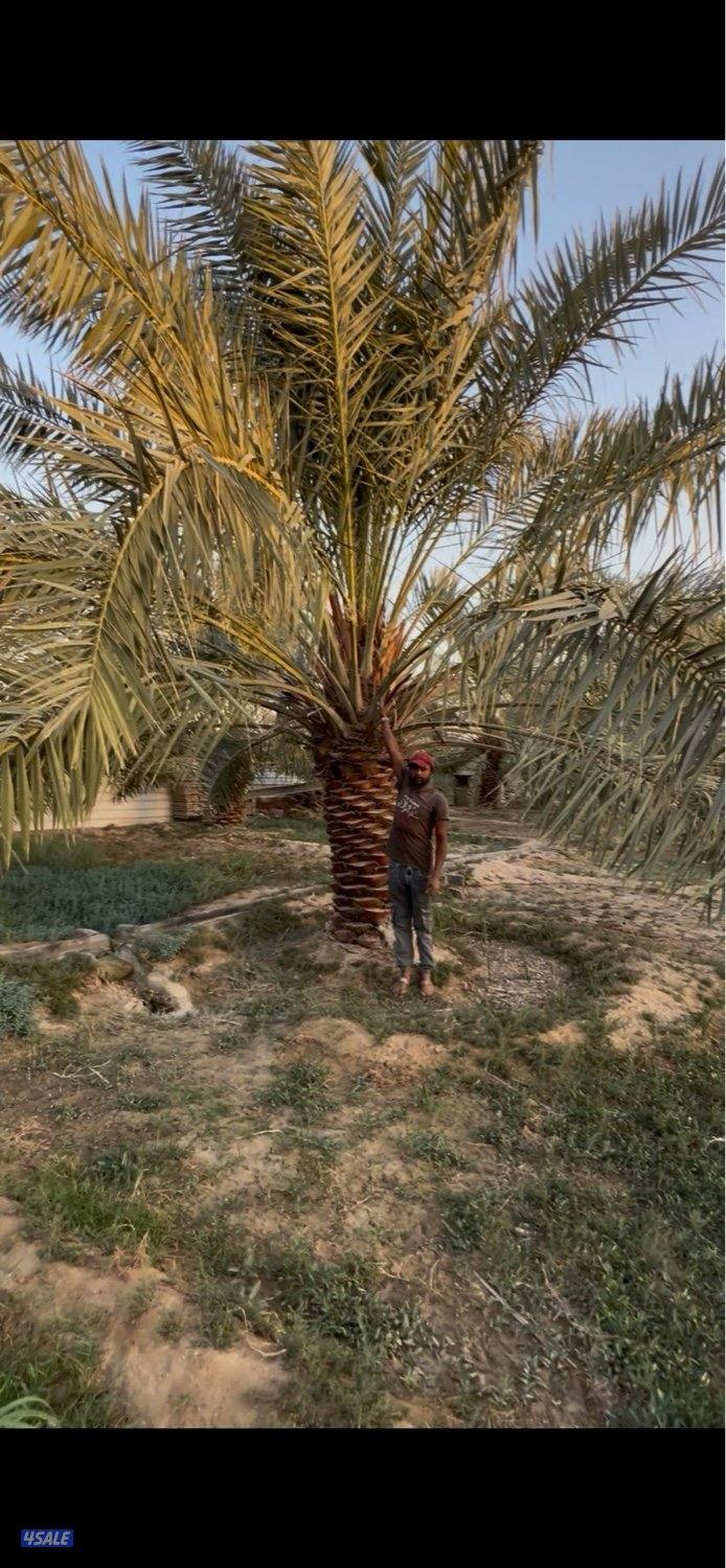 للبيع نخل خلاص2