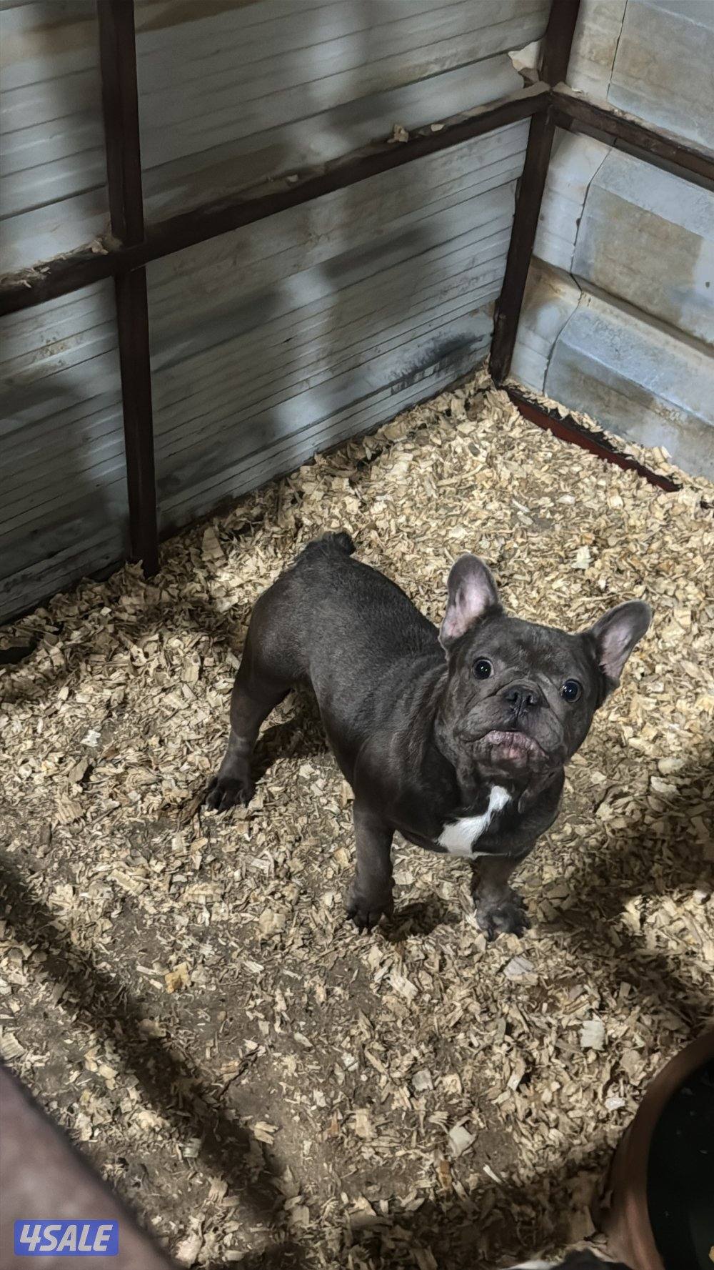 نثاي  فرنش بولدوق1