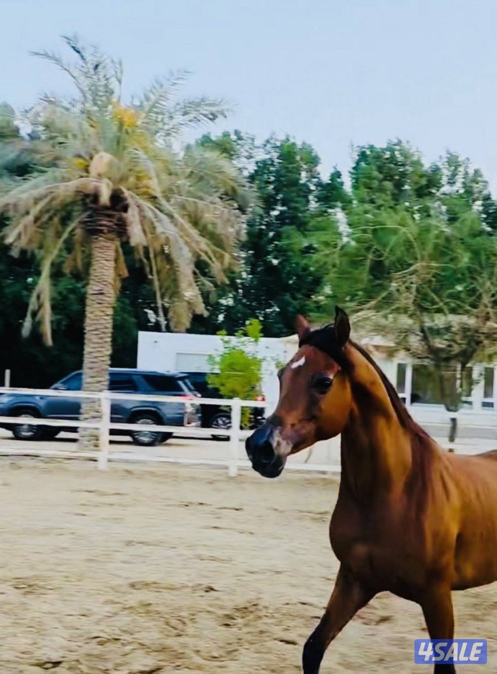 فرس بنت الايال ..كواليتي فاخر .. الوفره2