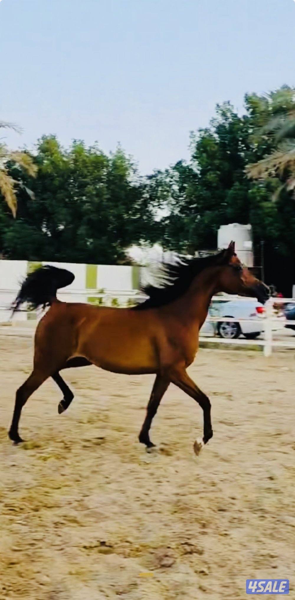 فرس بنت الايال ..كواليتي فاخر .. الوفره3