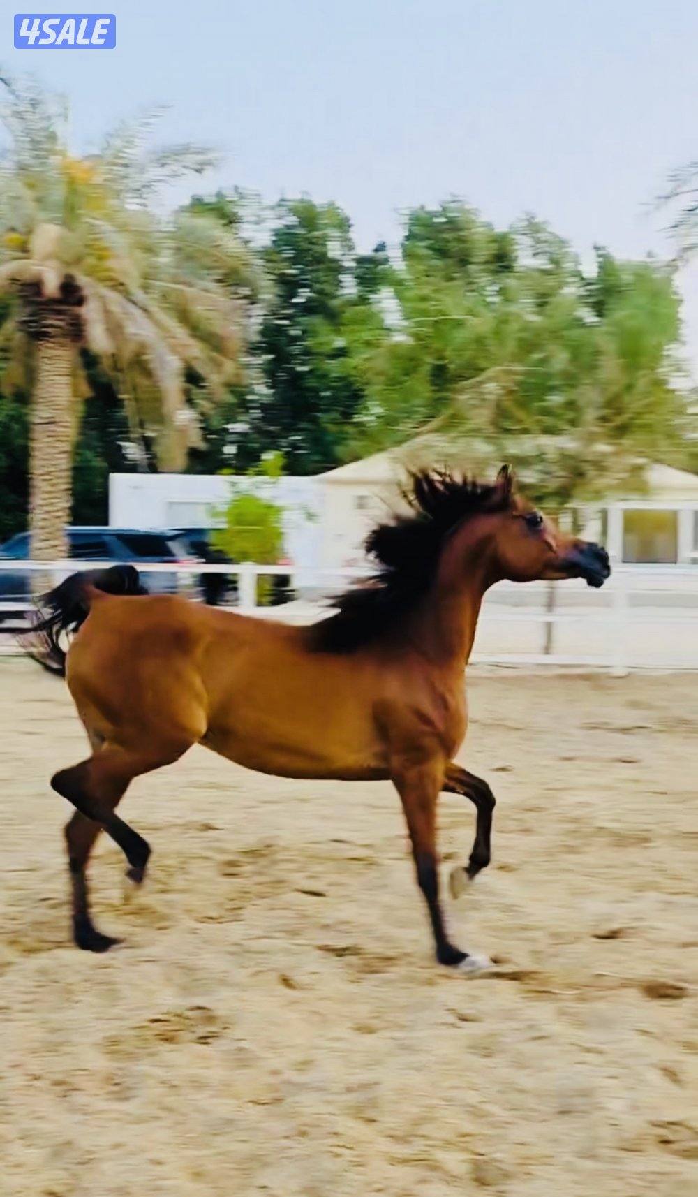 فرس بنت الايال ..كواليتي فاخر .. الوفره4