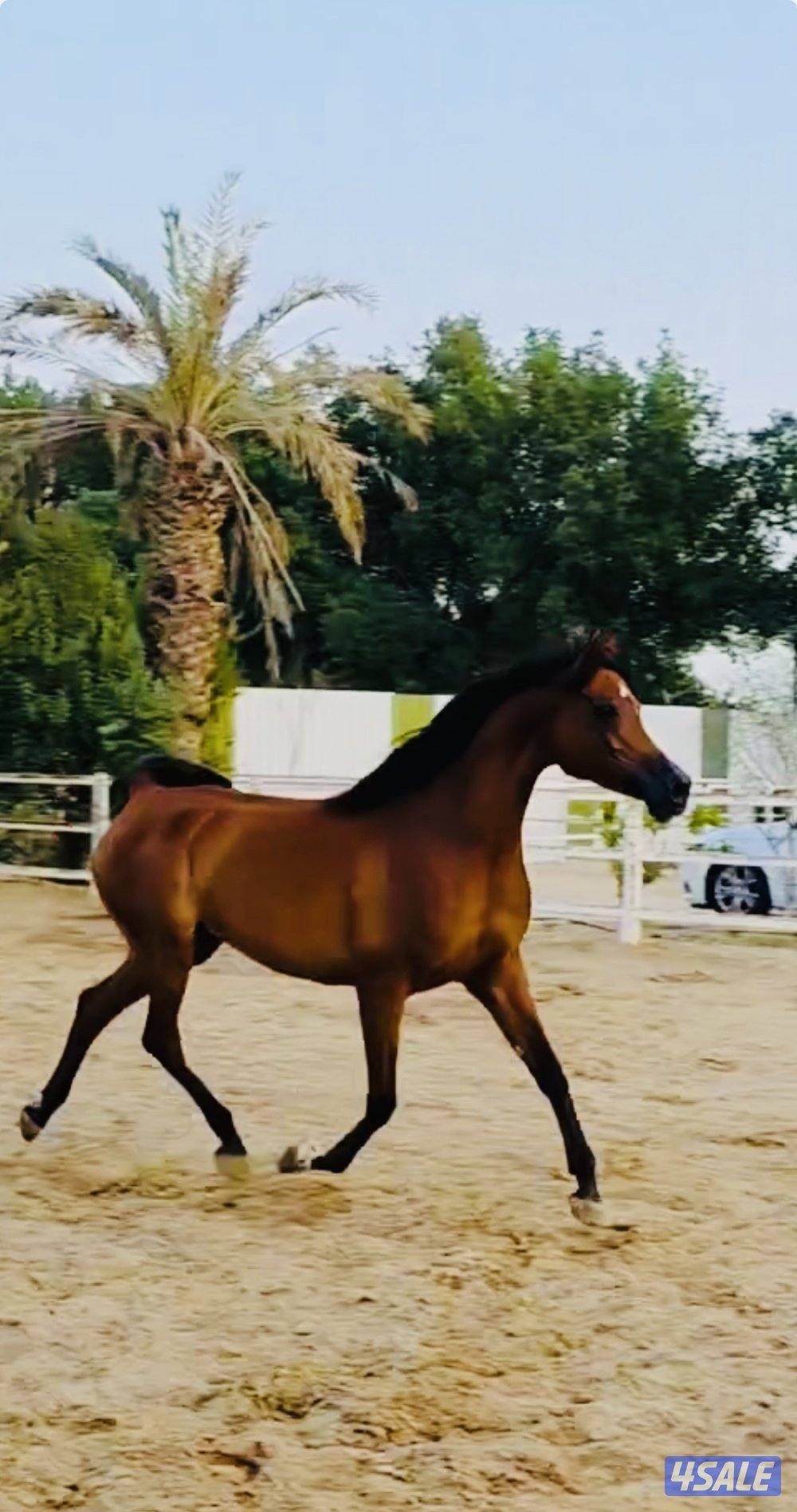 فرس بنت الايال ..كواليتي فاخر .. الوفره5