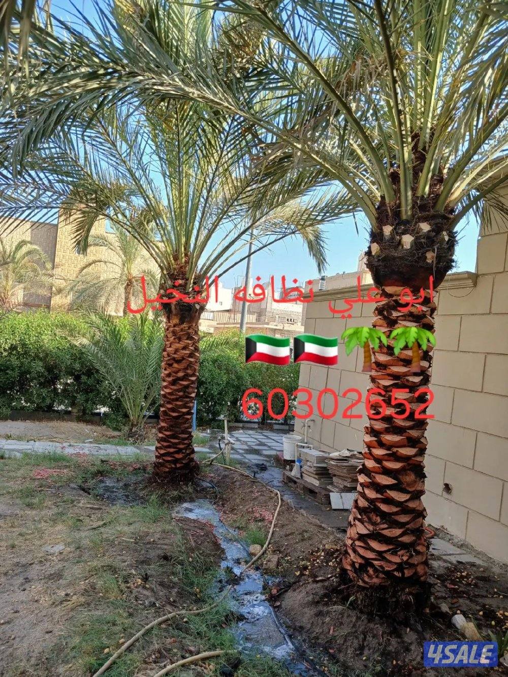 نظافه النخيل 🌴 خبره 20 عام قص 🎄جميع الأشجار 🌲أسعار مغريه ابو علي 🌴0