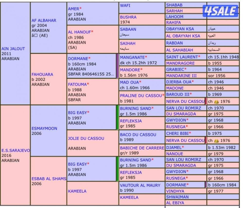 🔥فلاوة فرنسيه بيعه سريعه🔥1