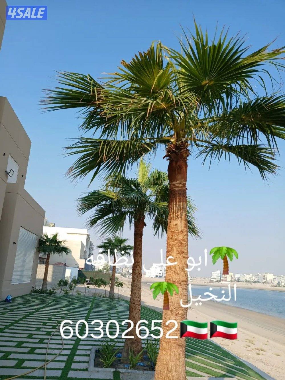 نظافه النخيل 🌴 خبره 20 عام قص 🎄جميع الأشجار 🌲أسعار مغريه ابو علي 🌴8