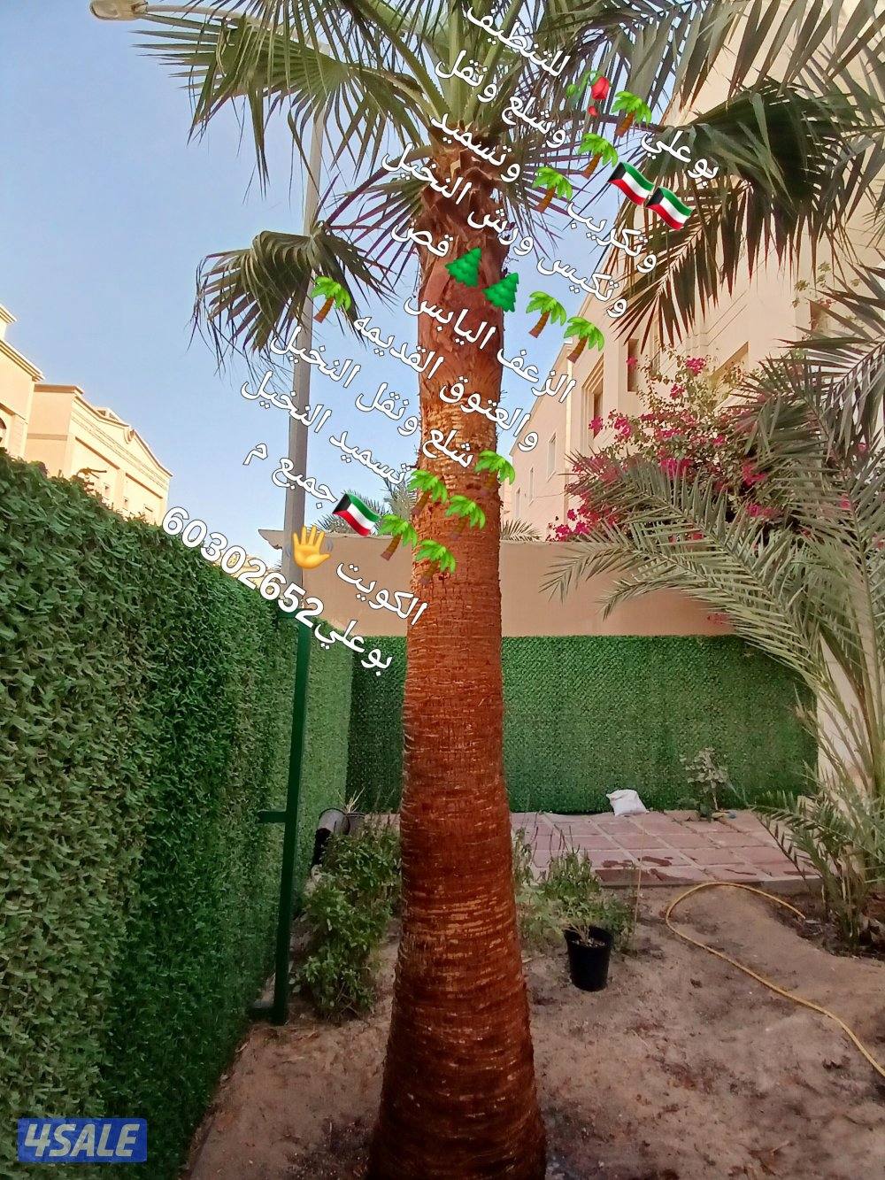 نظافه النخيل 🌴 خبره 20 عام قص 🎄جميع الأشجار 🌲أسعار مغريه ابو علي 🌴12