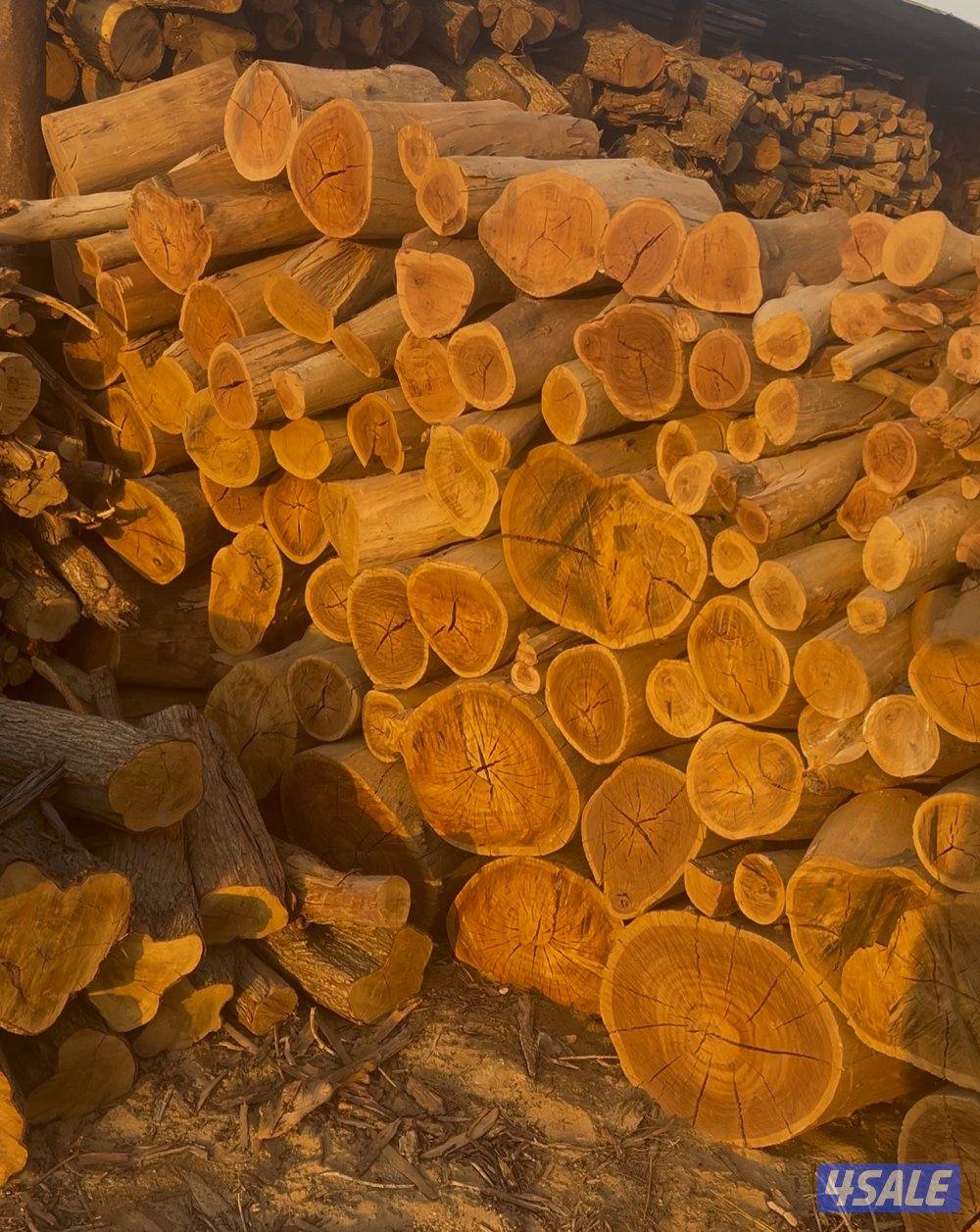 يتوفر لدينا حطب صغير وكبير ( شبوب - المخيمات - للاعراس )2