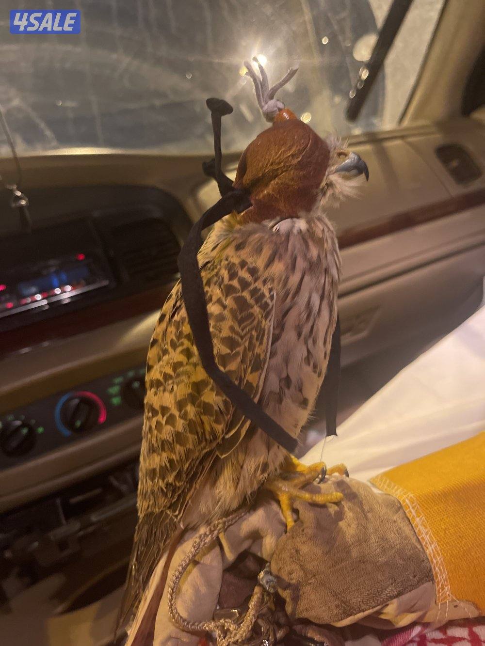 للبيع طيور صغار0