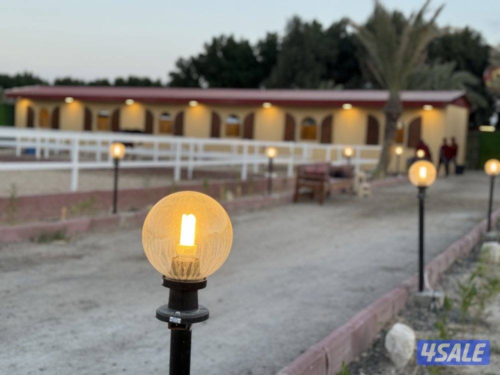 مربط وتدريب ركوب10