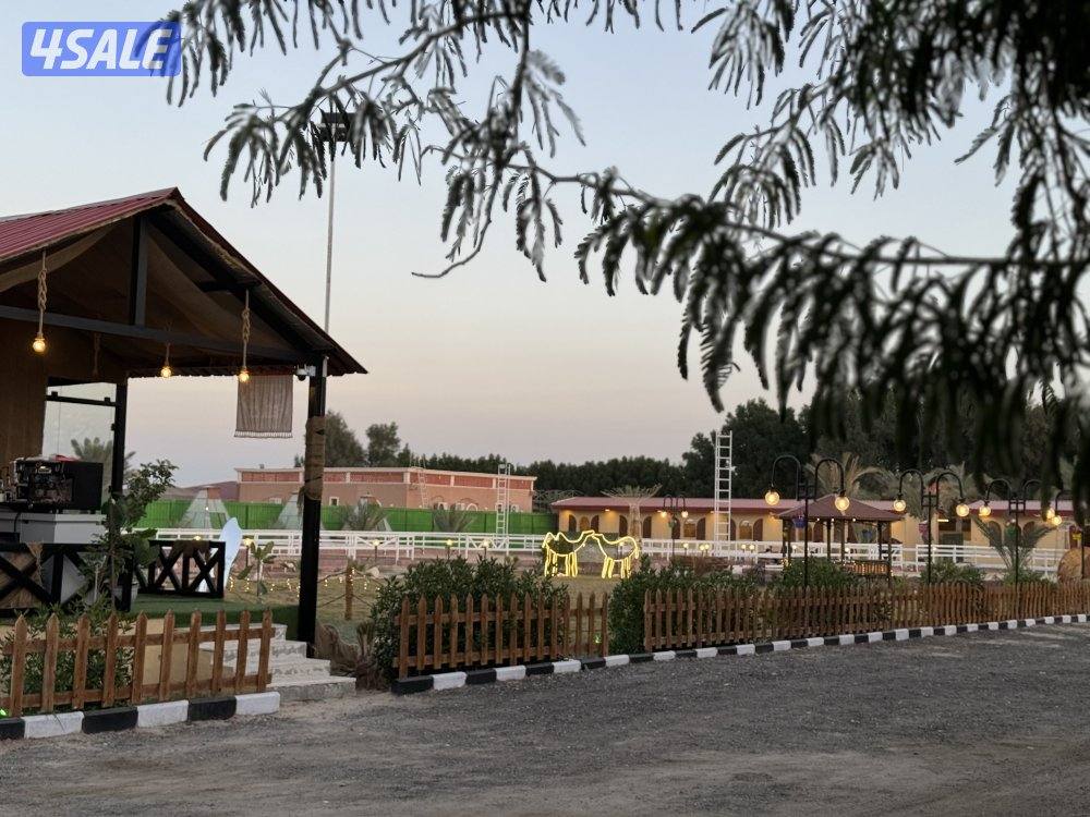 مربط وتدريب ركوب12