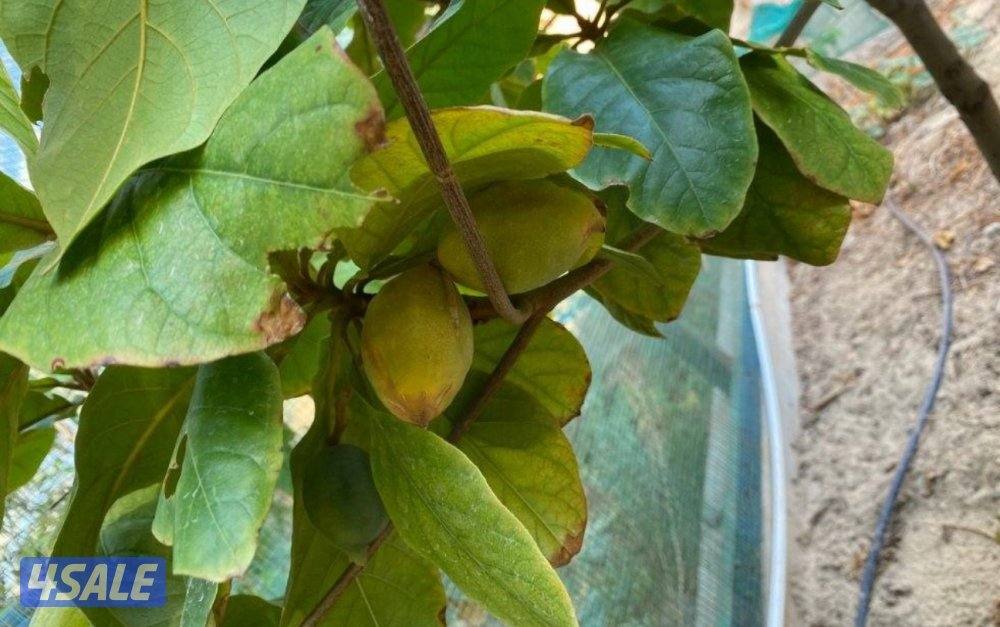 شتلات أشجار لوز بأنواعه (اصفر ، احمر)0