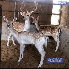 للبيع غزلان فلودير1