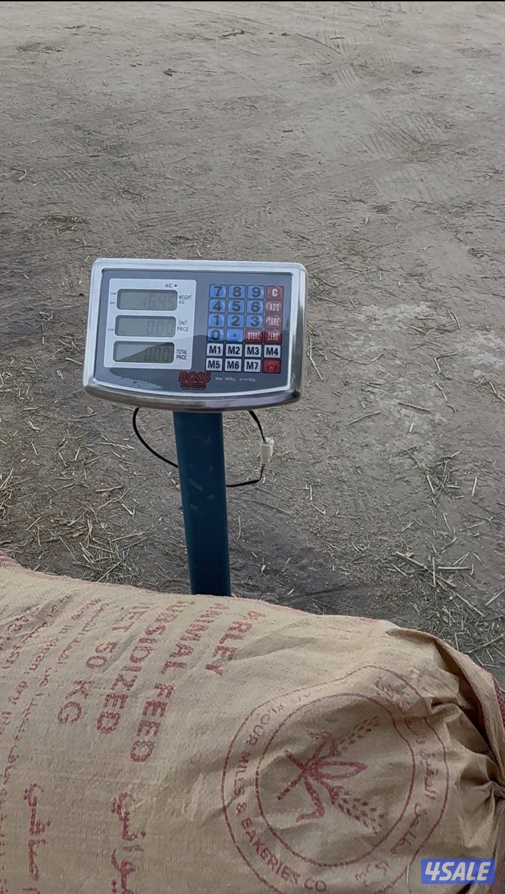 سعف نخيل مطحون2