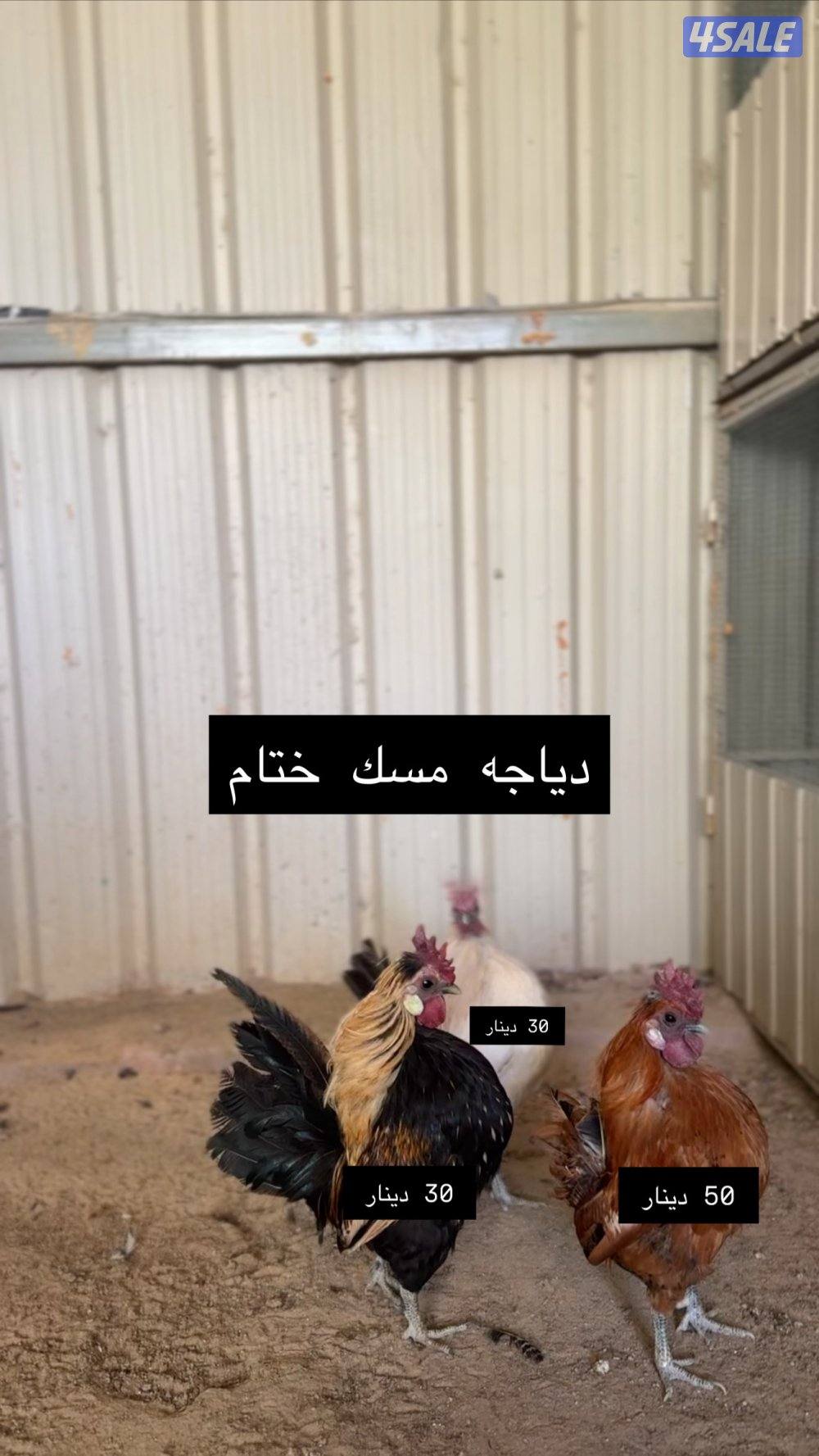 للبيع دجاج عربي مميز من حلالي0