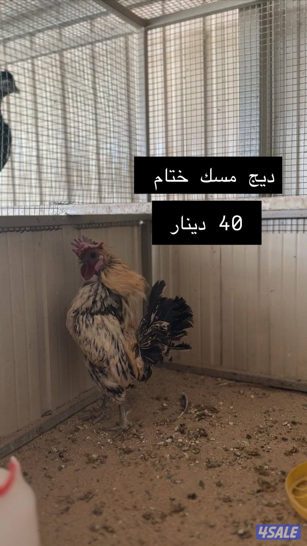 للبيع دجاج عربي مميز من حلالي1
