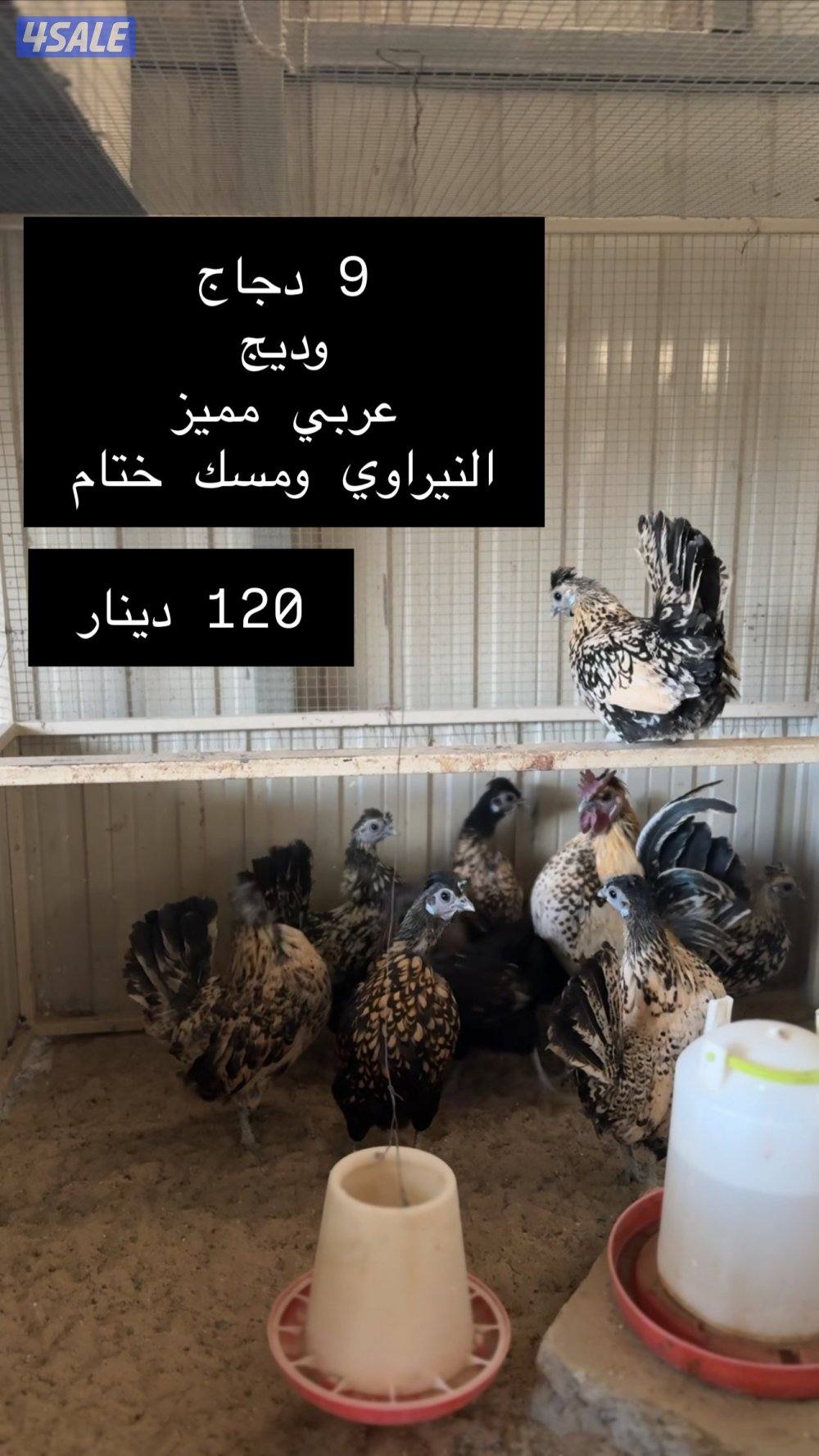 للبيع دجاج عربي مميز من حلالي2