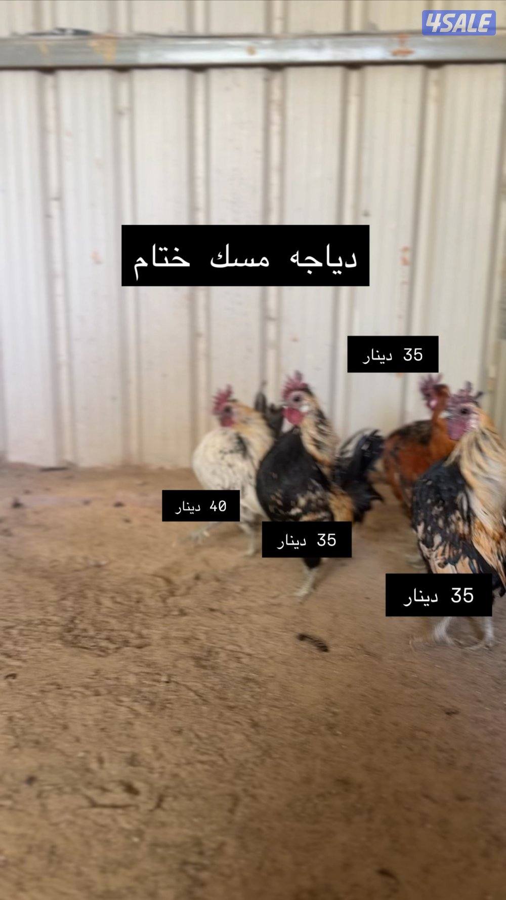 للبيع دجاج عربي مميز من حلالي3