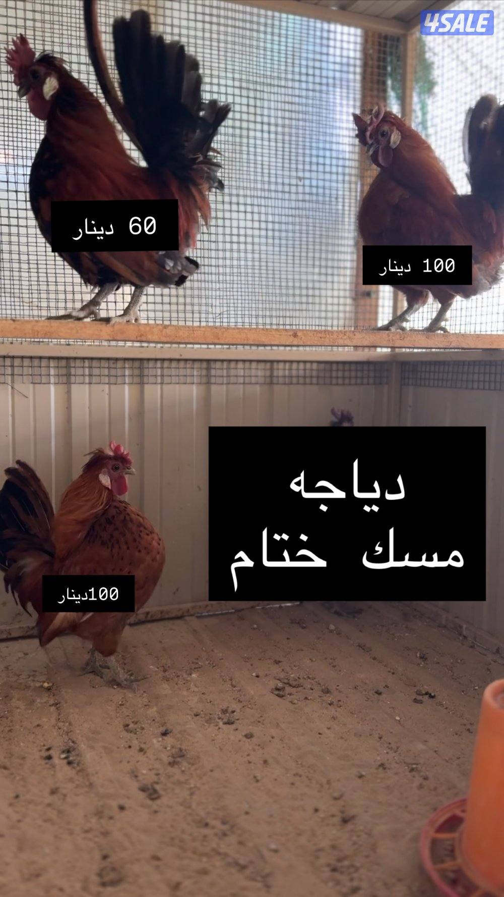 للبيع دجاج عربي مميز من حلالي5