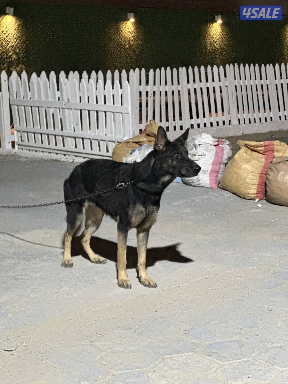 للبيع نثيه وورك لان0