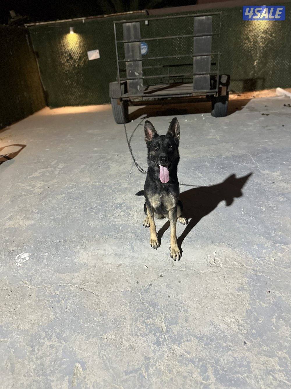 للبيع نثيه وورك لان1