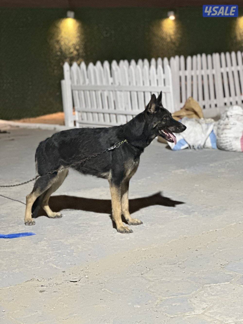 للبيع نثيه وورك لان2