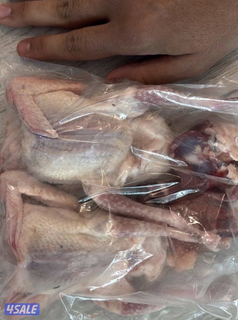 فروخ حمام زاجل + لاحم خصوصي جاهز للاكل شرط السمنه والحجم توصيل سريع3