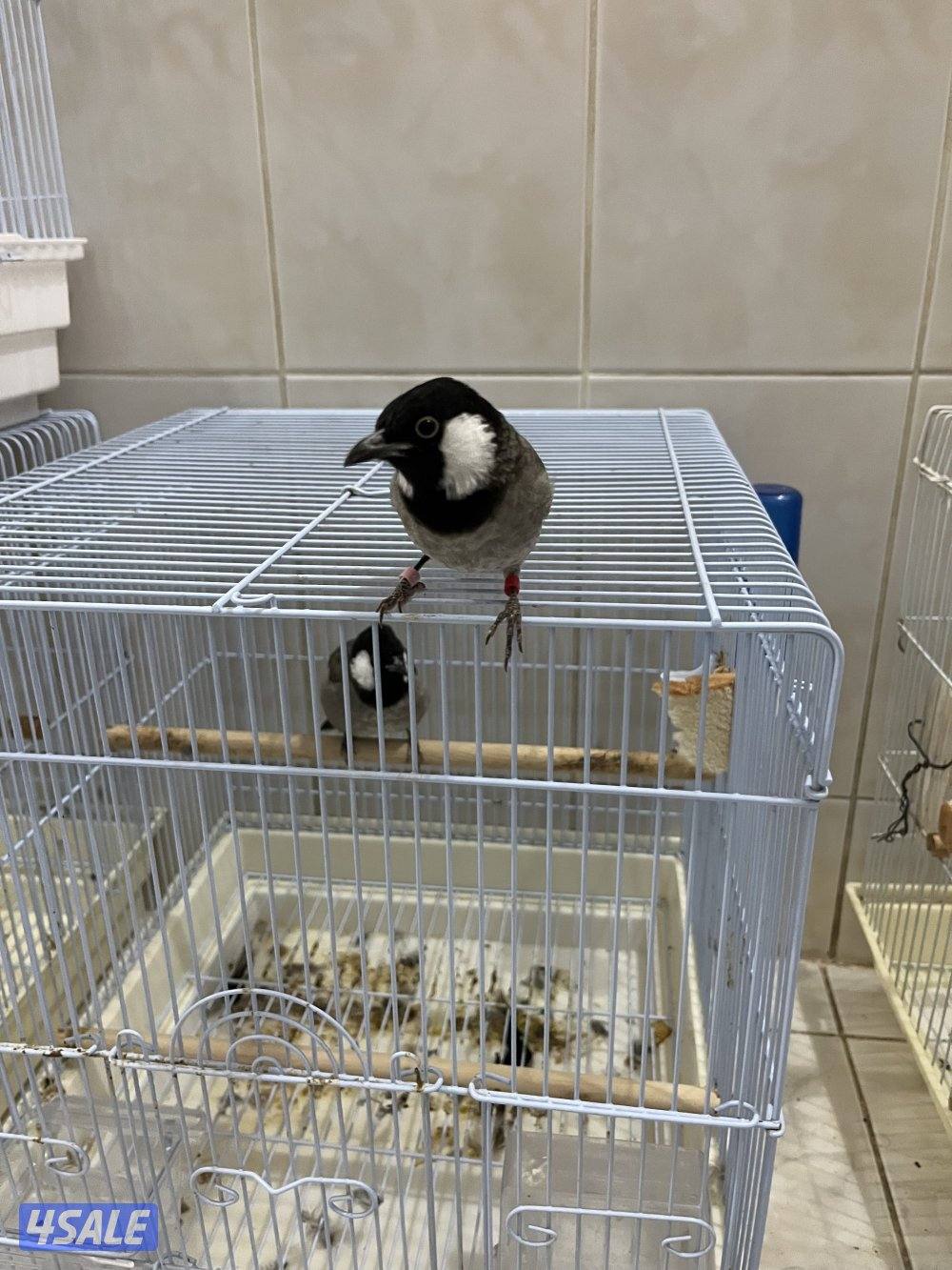 منطقة الروضة3