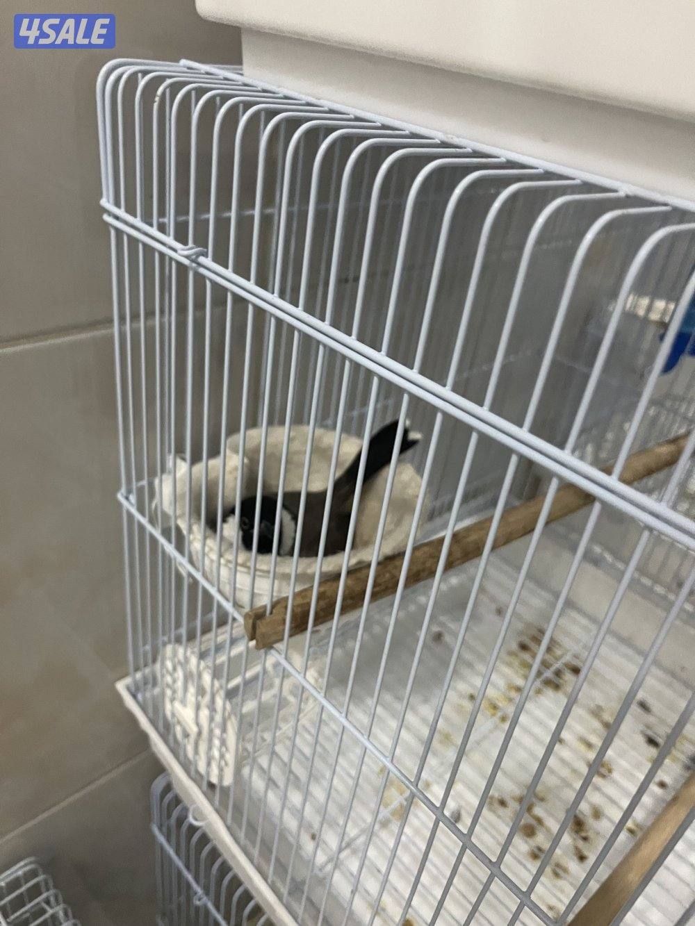 منطقة الروضة4