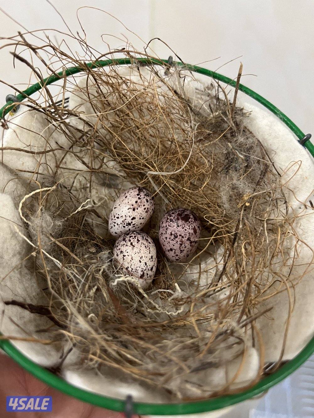 منطقة الروضة5