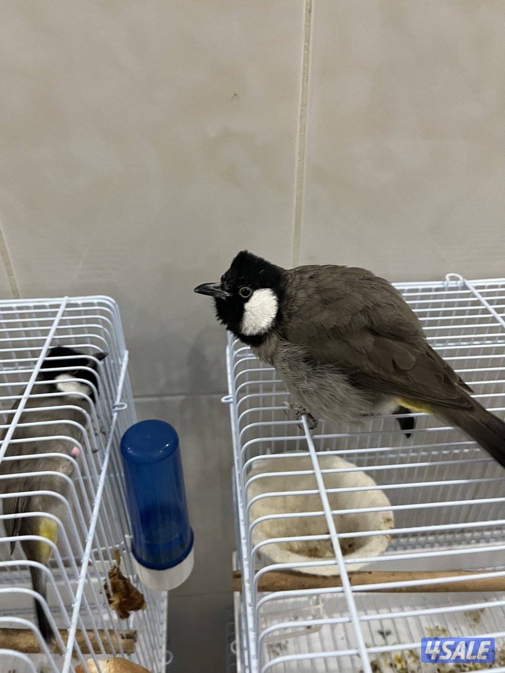 منطقة الروضة0