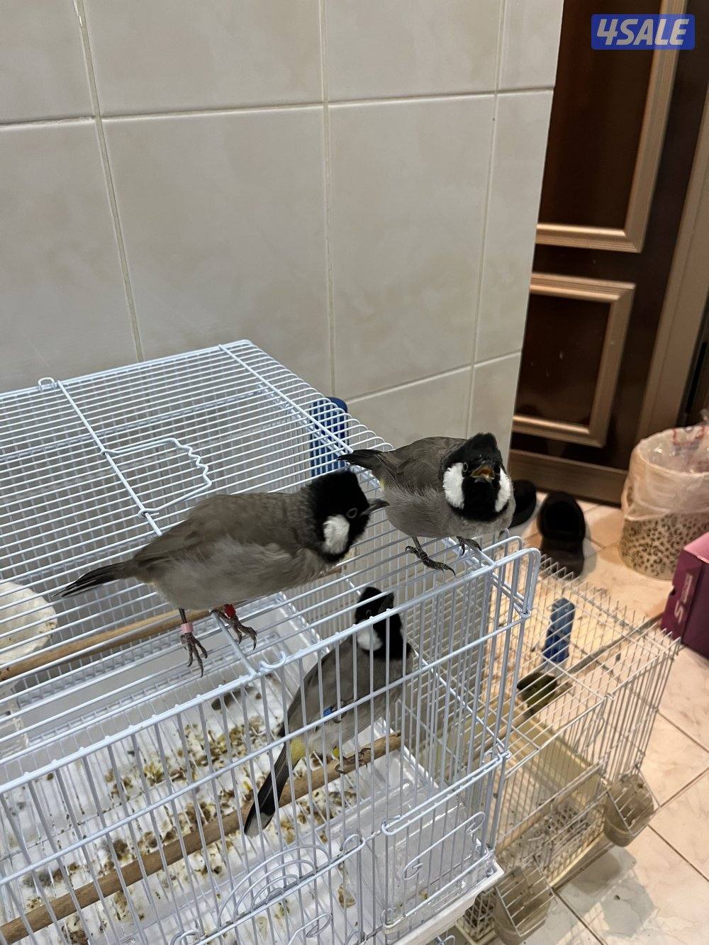 منطقة الروضة1