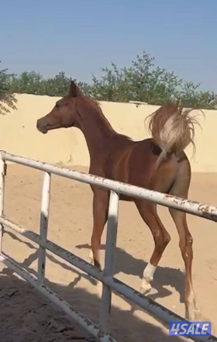 للبيع مهر عربي2