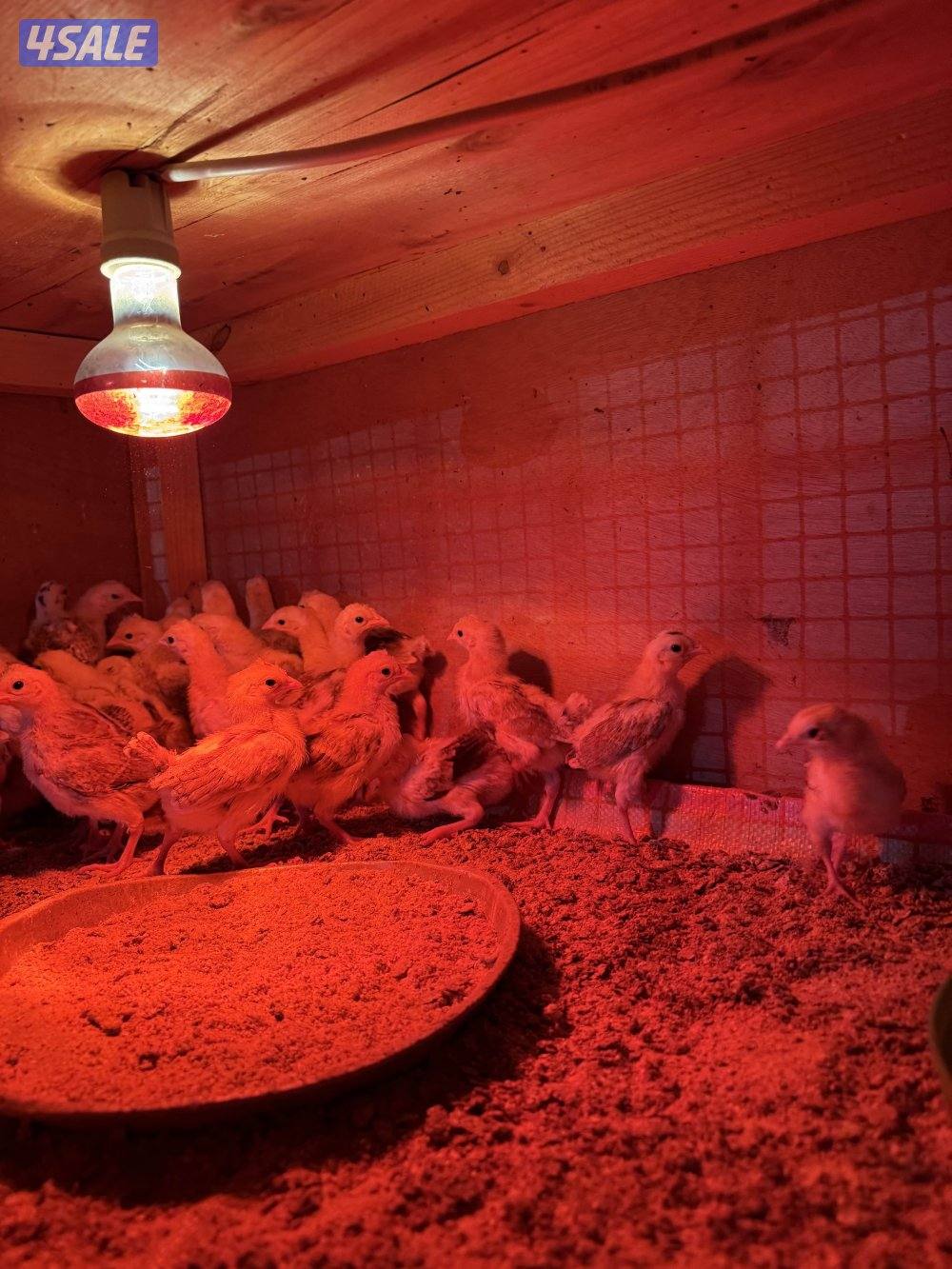 فروخ دجاج عربي قديم (مطعم )0