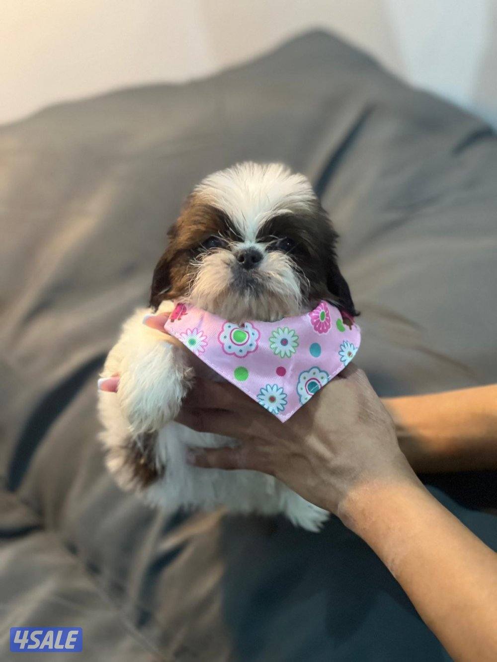 للحجز شتزو بيور مستوي فاخر0