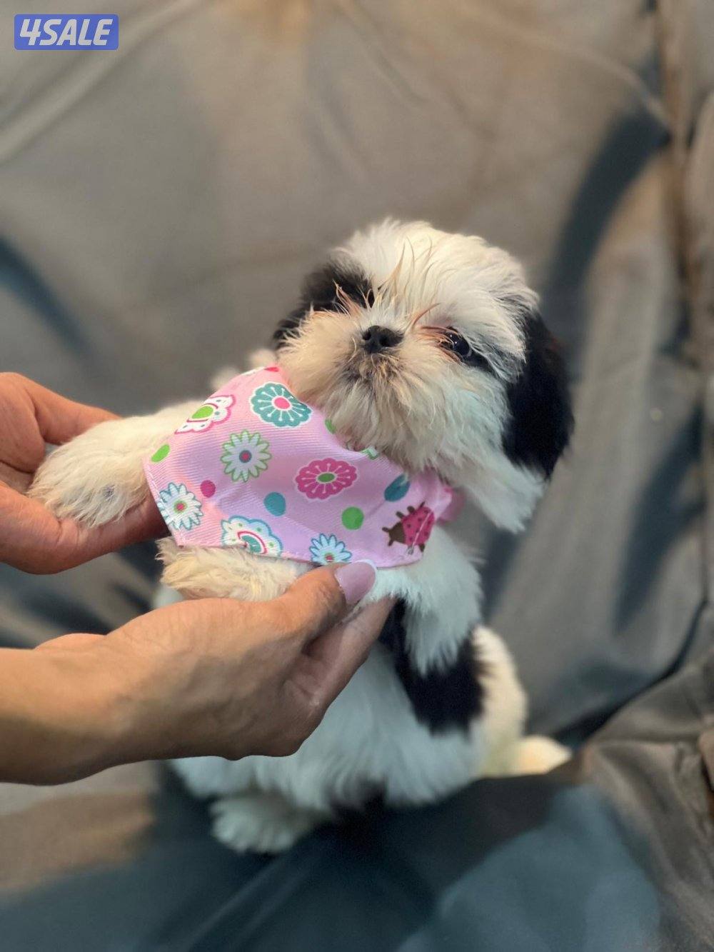 للحجز شتزو بيور مستوي فاخر1