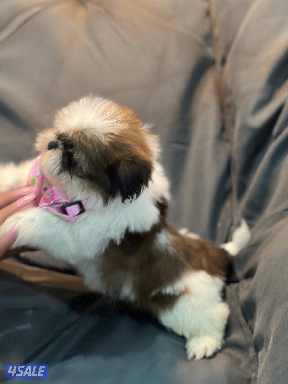 للحجز شتزو بيور مستوي فاخر3