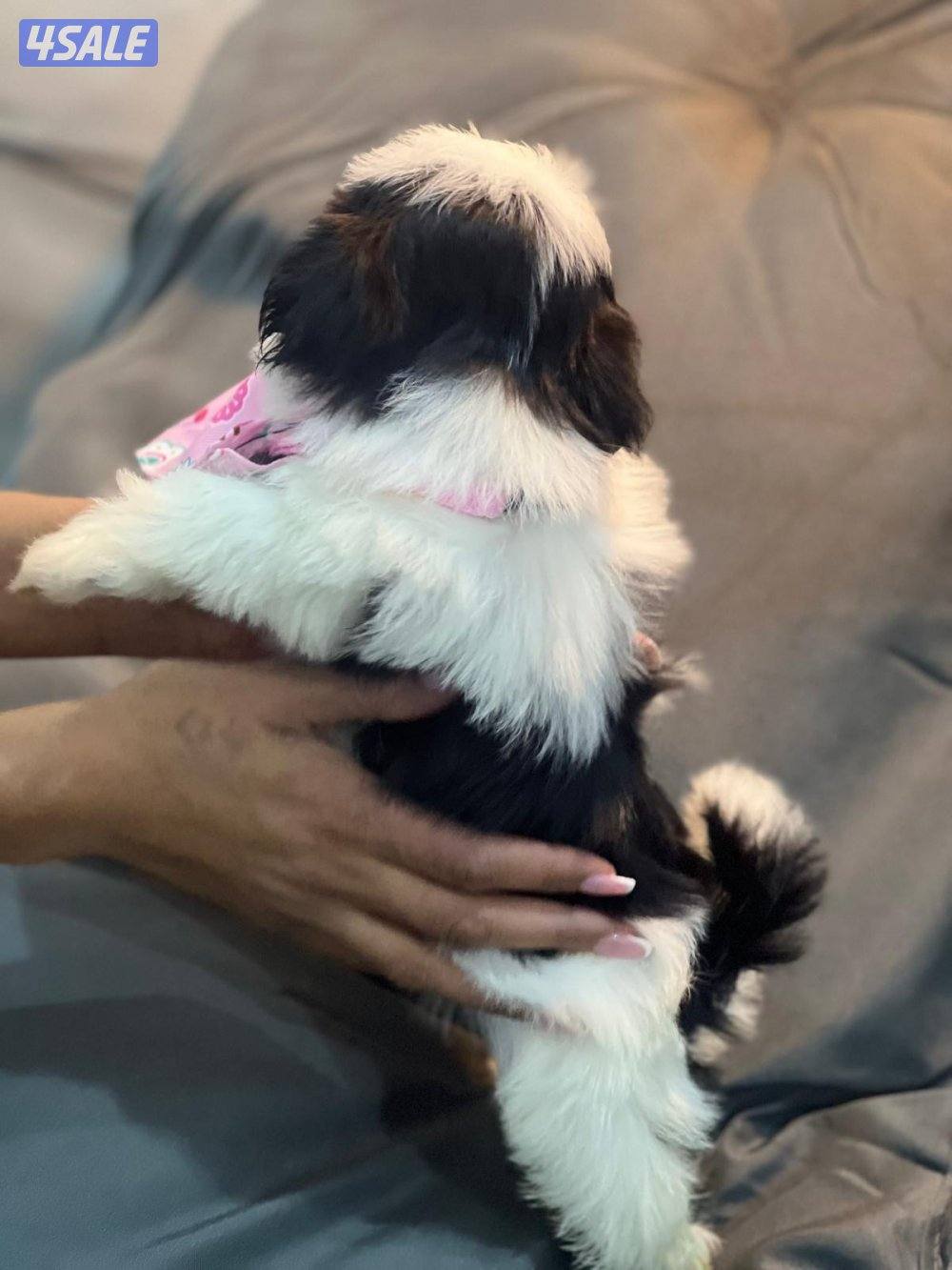 للحجز شتزو بيور مستوي فاخر2